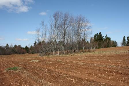 Cemetery with grove of trees; Province of PEI, F Pound 2009