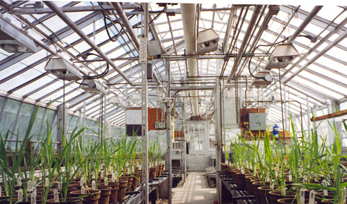 View of the interior of the Cereal Crops Building, showing the extant system of steam pipes and control mechanisms, which were responsible for maintaining controlled experimental conditions in the greenhouses, 1995.; Parks Canada Agency / Agence Parcs Canada, 1995.