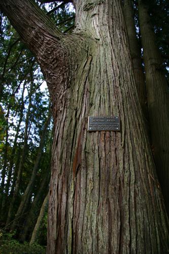 Lillian Hoffar Western Red Cedar; District of North Saanich, 2008