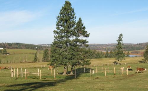 Showing cemetery in middle of a cattle field; Bill Glen, PEI Genealogical Society, 2007