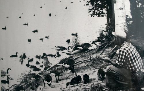 Harvey and waterfowl; Charlie and Dot Moore Collection