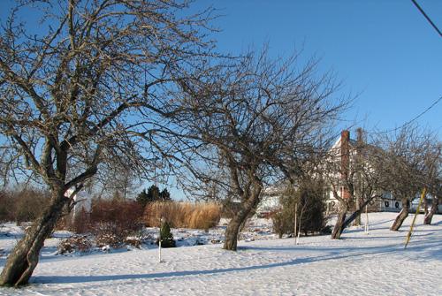 Apple orchard; City of Dieppe
