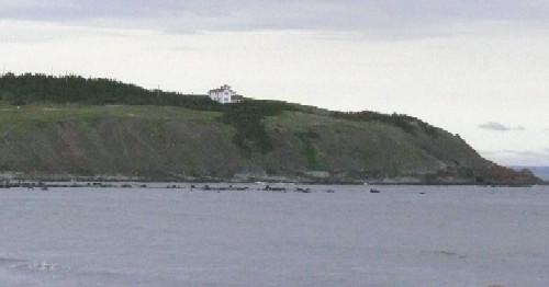 Photo of part of Branch Cove Fossiliferous Rocks, Branch, NL, 2008; Andrea O'Brien, HFNL, 2008