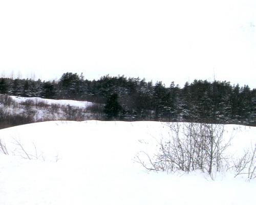 The burial plot is located in the treed area; PEI Genealogical Society, 2008