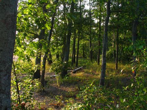 View of a forested area of the site; Province of NB - Heritage Branch