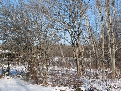 Fruit trees and shrubs; City of Dieppe