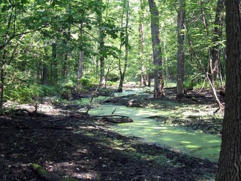 Arrondissement naturel du Bois-de-Saraguay; Ministère de la Culture, des Communications et de la Condition féminine, Caroline Cloutier, 2007