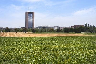 Green soy field; Agriculture and Agri-Food Canada | Agriculture et Agroalimentaire Canada