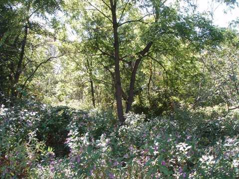 Stickwood Brickyard and Wetlands; Heritage Newmarket
