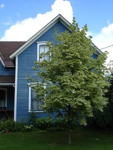 Detail.; Rideau Heritage Initiative 2006