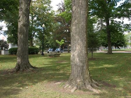 Featured are the mature trees.; Kayla Jonas, 2008.