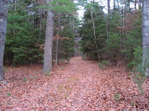 This image shows a trail in the Pines Conservation Park during the fall; Village of Cambridge-Narrows