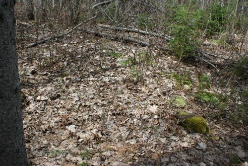 Showing overgrown grounds and moss on stone; Province of PEI, Donna Collings, 2009