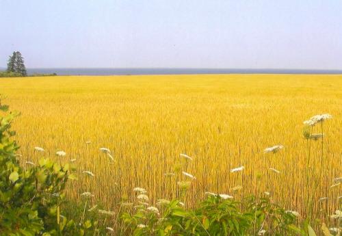 View of Cascumpec Bay; PEI Genealogical Society, George Sanborn Jr., 2009