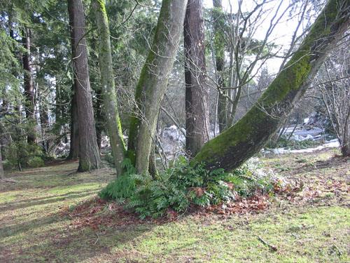 Queen's Park; City of New Westminster, 2009