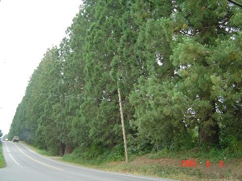 View of Redwood Trees looking west along 96th Avenue.; Township of Langley, Julie MacDonald, 2003.