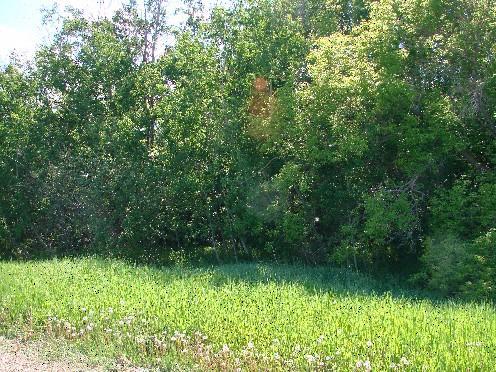 View from the entrance of The Old Invermay Cemetery, 2008.; Brett Quiring, 2008.