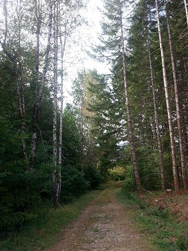 7060 Forestry Road, Mesachie Lake. Example of land use patterns at Cowichan Lake Research Station, 2015; Cowichan Valley Regional District, 2015