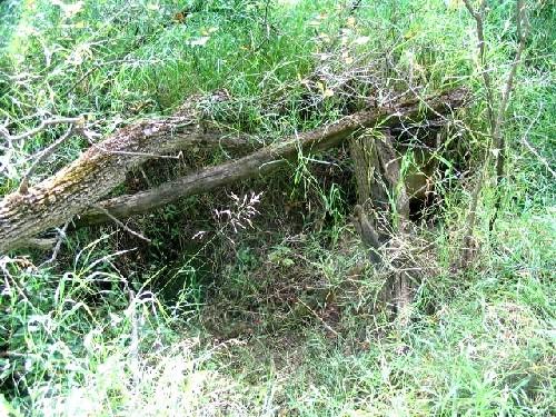 View of cabin remains (collapsed timber beams above dugout in river bank), 2004.; Government of Saskatchewan, Marvin Thomas, 2004.
