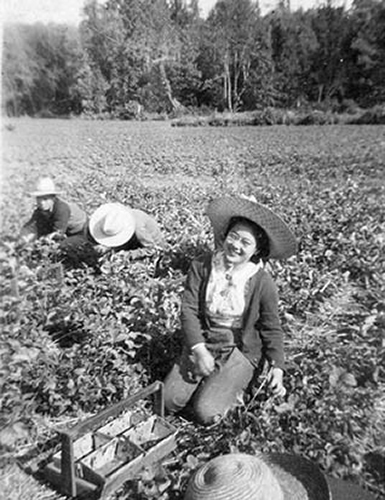 Haney Strawberry Farm; Nikkei National Museum and Cultural Centre 1994-68-2
