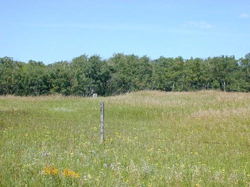 View northwest toward cellars hidden in tall grass, and commemorative cairn at edge of tree line.; Government of Saskatchewan, Marvin Thomas, 2004.