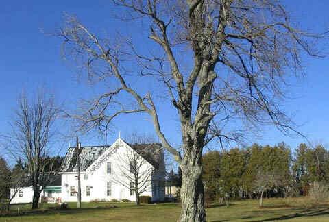 The Cedars, south elevation, 2004.; Village of Rexton