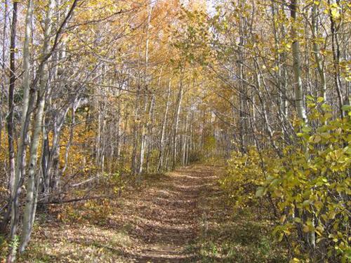 A photo of Daly Point Nature Reserve where there are acres of saltmarsh, old fields and mixed forest, as well as hundreds of species to watch.; City of Bathurst