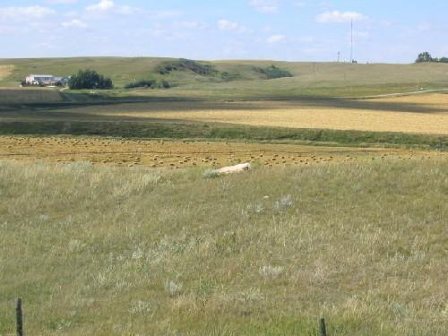 View northwest at petroglyph boulder in its valley setting, 2004.; Government of Saskatchewan, Marvin Thomas, 2004.