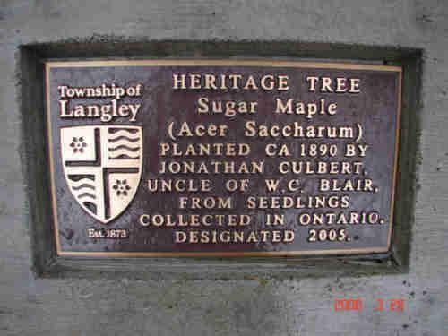 View of the Blair Sugar Maple Tree marker; Township of Langley, 2006