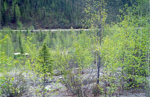 General view of a part of the Discovery Claim (Claim 37903) National Historic Site of Canada, showing the ground with the effects of former dredging, 1998.; Agence Parcs Canada/Parks Canada Agency, John Gould, 1998.